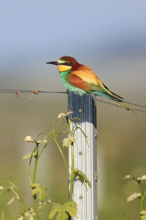 Bienenfresser2